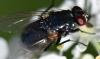 Eudasyphora cyanicolor